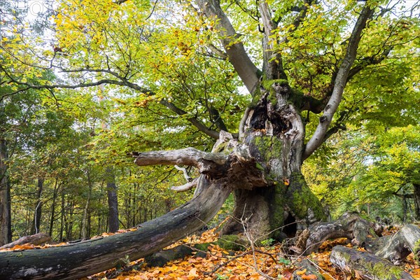 Old hute beech in autumn