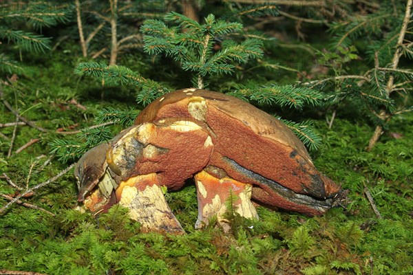 Lurid bolete