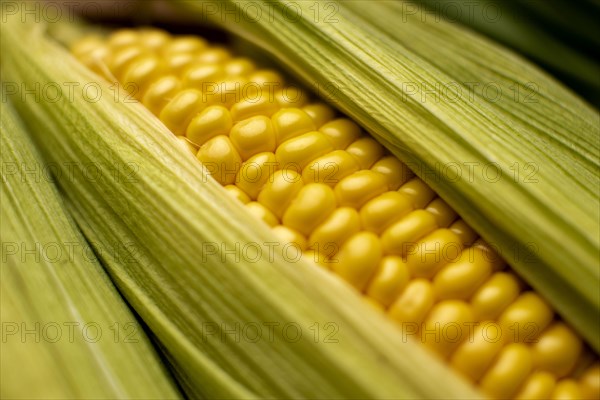 High angle corn composition close up