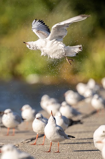 Gull spinning in the air