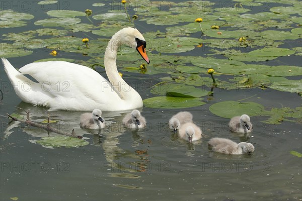 Mute swan