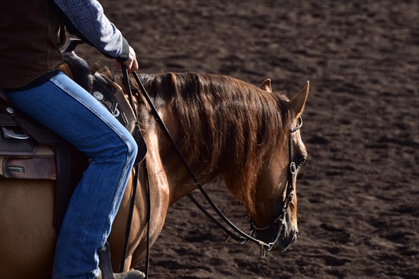 Detailed view of the head and neck with equipment of an American Quarter Horse in training