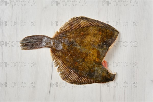 Frozen flounder without head on wooden background