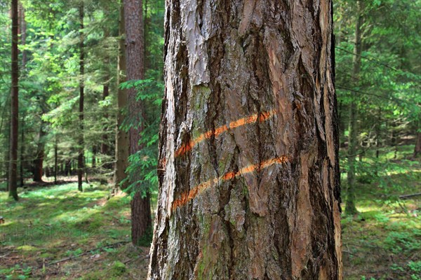 Marking on a tree trunk for logging work