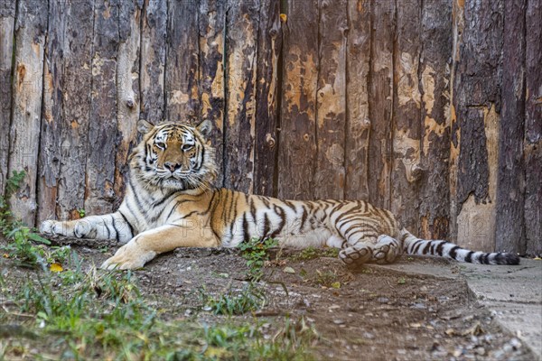 Amur tiger