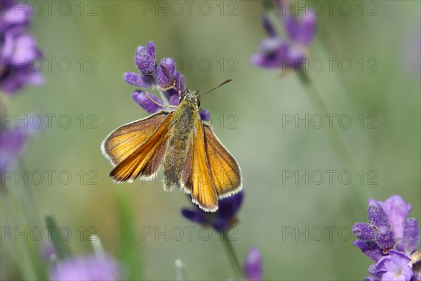 Large skipper