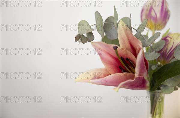 Close up vase with lily eucalyptus