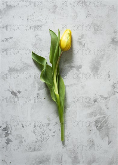 Top view yellow tulip table. Resolution and high quality beautiful photo