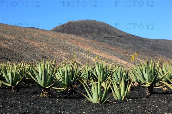 Aloe Vera Plantation at Orzola