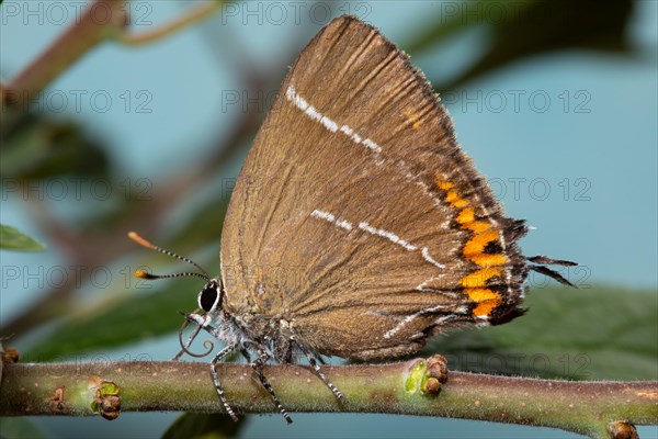 Elm Lacewing butterfly butterfly with closed wings sitting on green twig looking left against blue sky