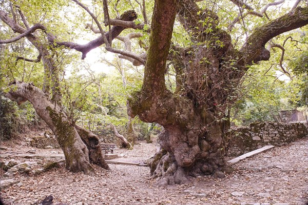 Giant tree