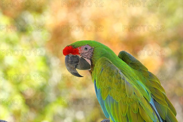 Great green macaw