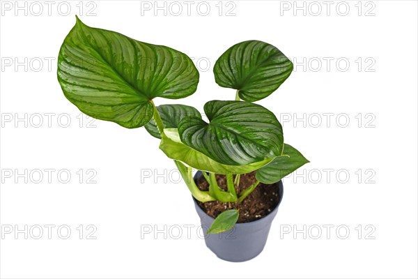 Exotic 'Philodendron Mamei' houseplant with with silver pattern in flower pot on white background