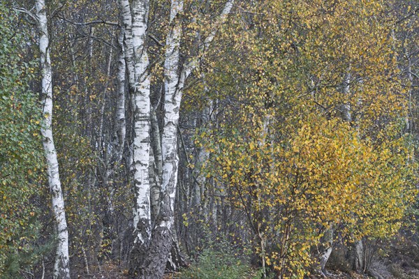 Warty birch