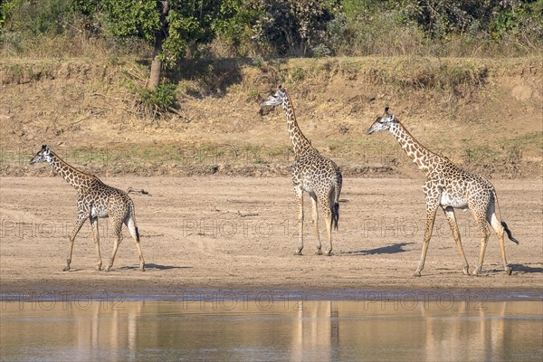 Rhodesian giraffe