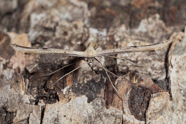 Feather moth Emmelina monodactyla Moth sitting on tree trunk looking from the front