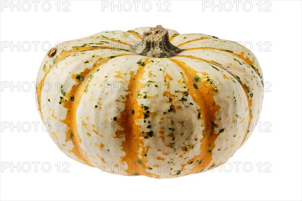Carnival squash pumpkin isolated on white background