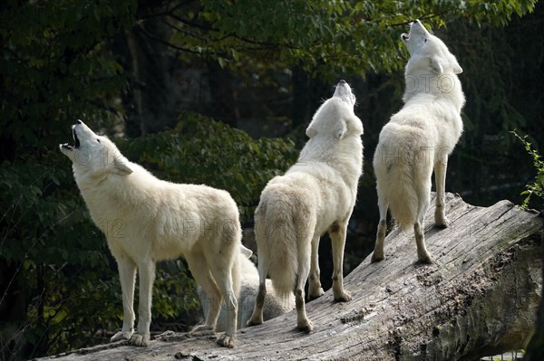 Arctic wolf