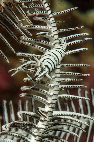 Camouflaged feather star