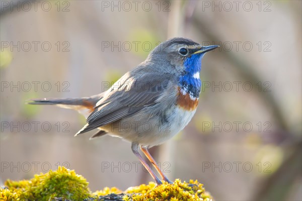 White-spotted bluethroat