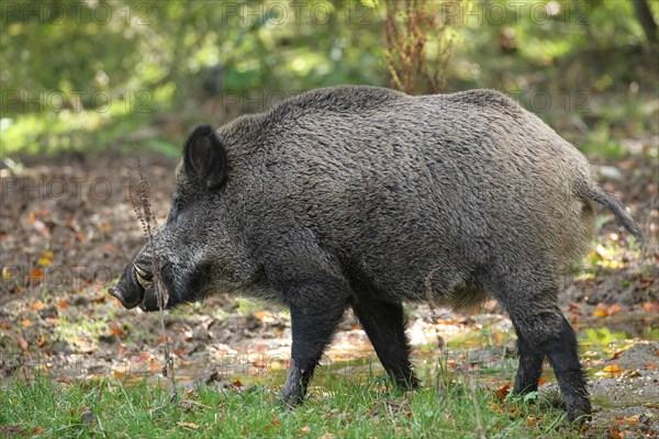 Wild boar