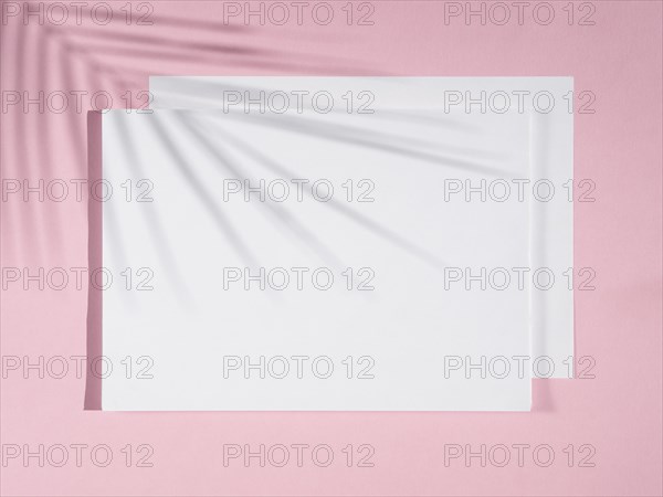 Rose background with white blankets ficus shadow