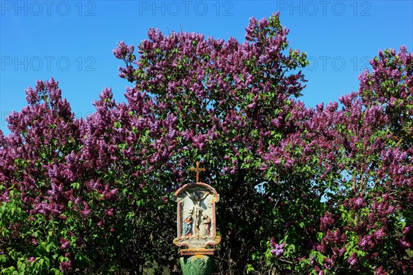 Wayside shrine in front of flowering lilacs near Hilders in the Rhoen