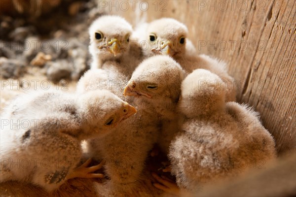 Kestrel five fledglings sitting in nest different sighting