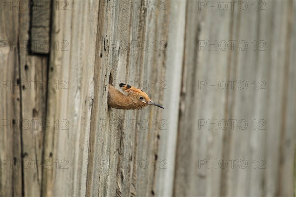 Hoopoe