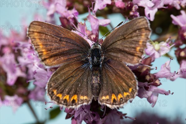 Reverdin's blue with open wings sitting on pink flowers from behind