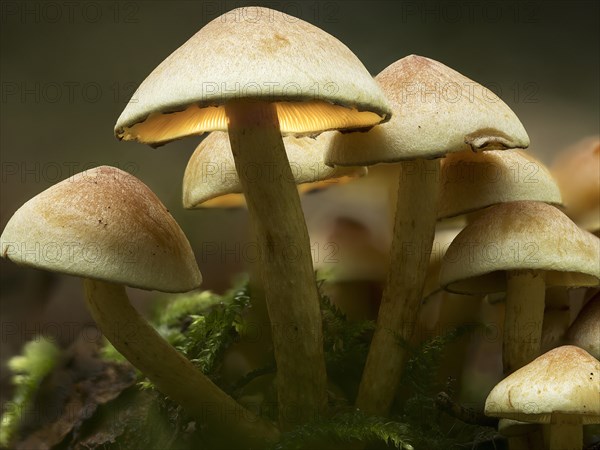 Group of green-leaved sulphur tuft