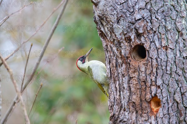 European green woodpecker