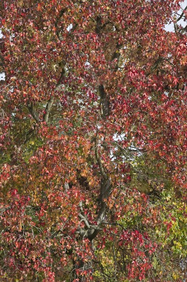 Sweetgum