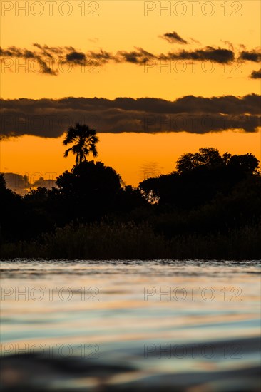 Zambezi river rapids with palm tree