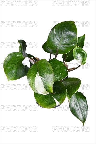 Tropical 'Philodendron White Knight' houseplant with white variegation spots on white background