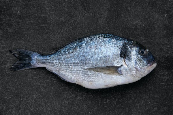 Overhead view of whole fresh raw gilt head bream