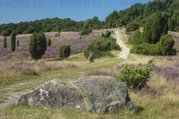 Lueneburg Heath with hiking trail and juniper bushes in heather blossom