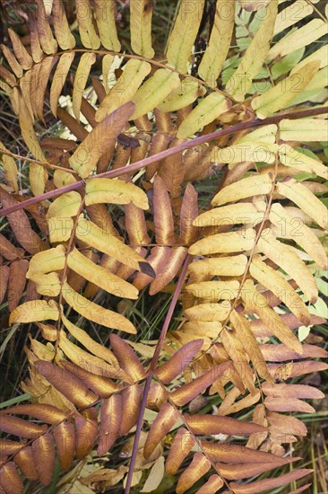 Royal fern