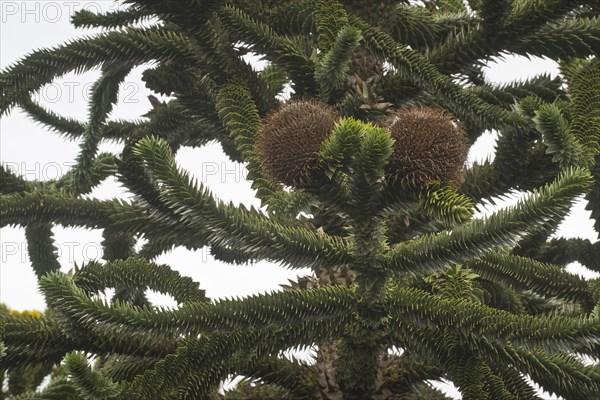 Monkey puzzle tree