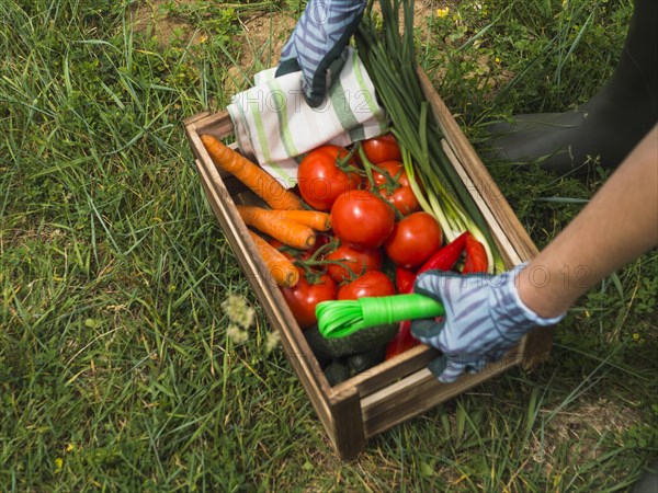 Woman hands holding crate with fresh organic vegetable. Resolution and high quality beautiful photo