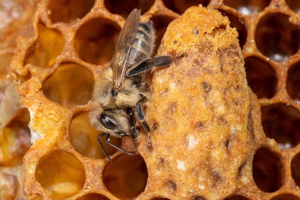 Honey bee sitting on comb next to queen cell looking down left side