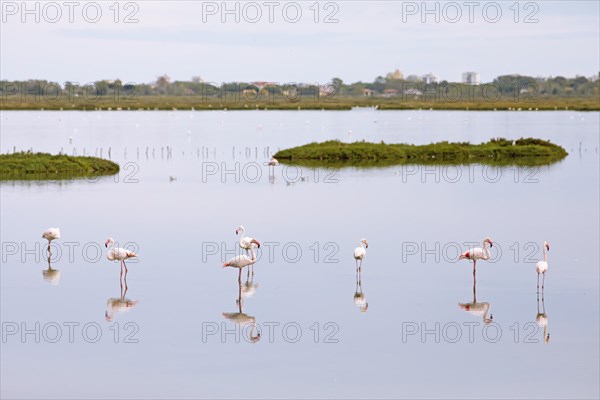 Flamingos