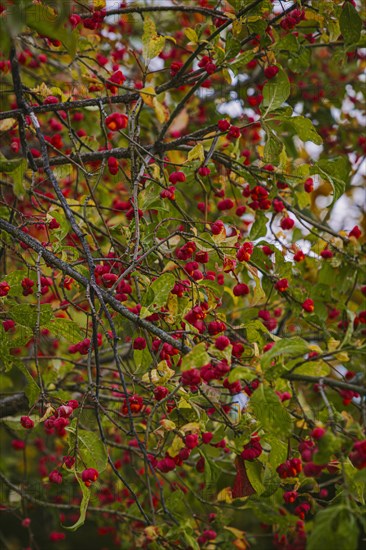 European spindle