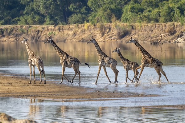 Rhodesian giraffe