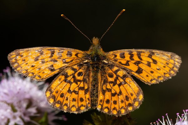 Brown-spotted pearl butterfly Butterfly with open wings sitting on pink flowers from behind