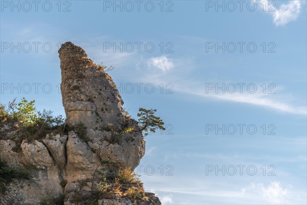 Tree on rocky peak in gorges of jonte. Aveyron