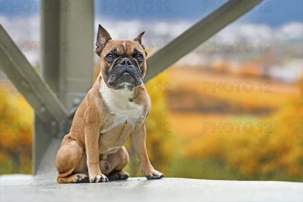 French Bulldog dog sitting in front of yellow and orange fall landscape