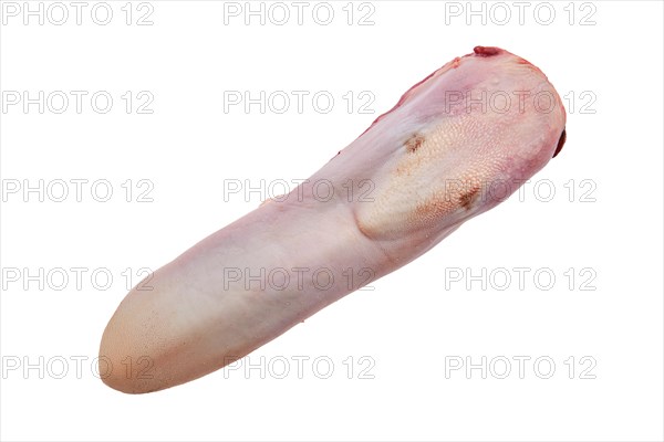 Raw fresh beef tongue isolated on white background