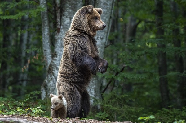 European brown bear