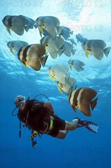 Older diver viewed swimming next to small school of orbicular batfishes